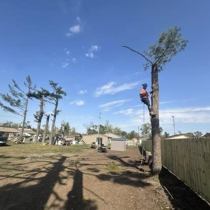 Residential tree service