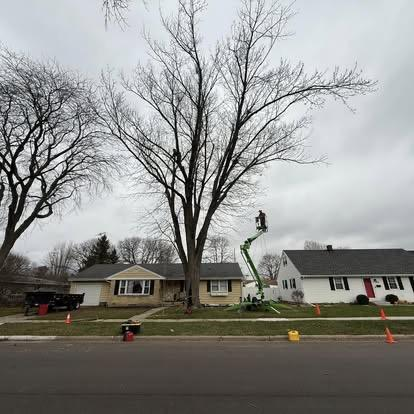 Tree removal project 2