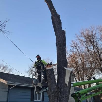 Tree trimming project