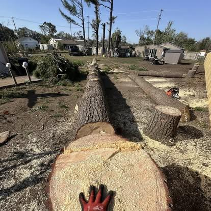 Tree removal before/after